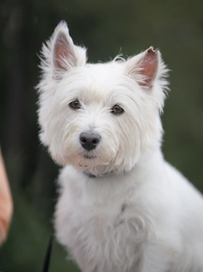Dogs are Good Subjects too