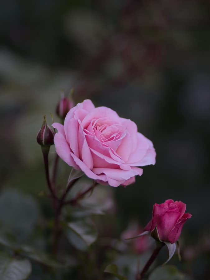 Roses