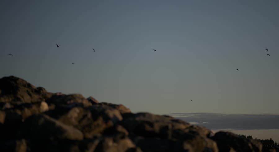 The Flock